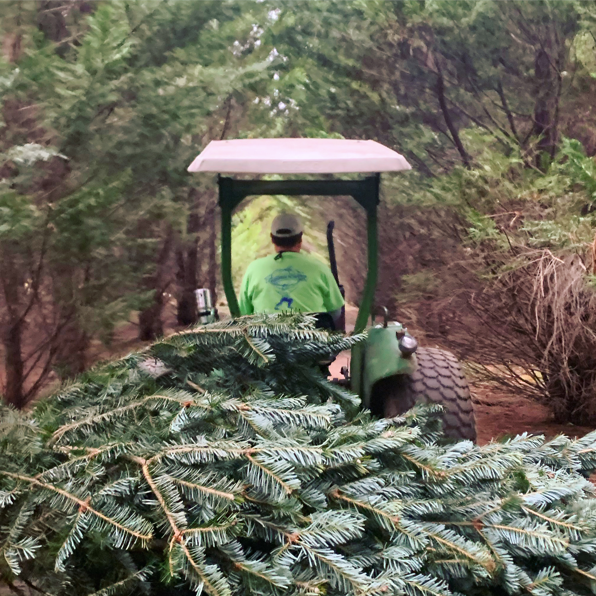 5 Secrets To Picking Out The Perfect Christmas Tree - Driftwood And Iron